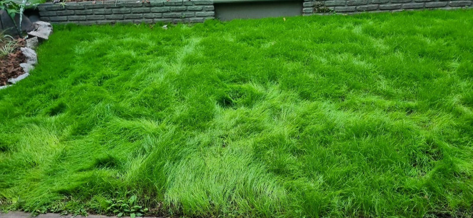 Jardín familiar con área verde y espacio de juegos en Buenos Aires