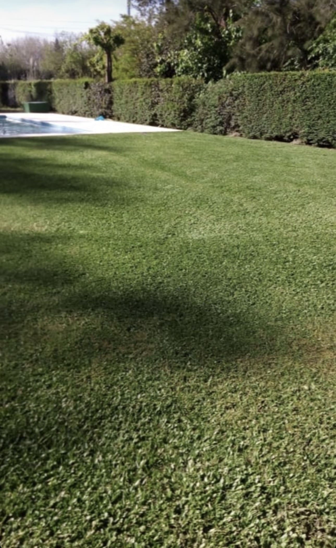 Jardín con deck de madera y zona verde diseñado por simple&verdeok