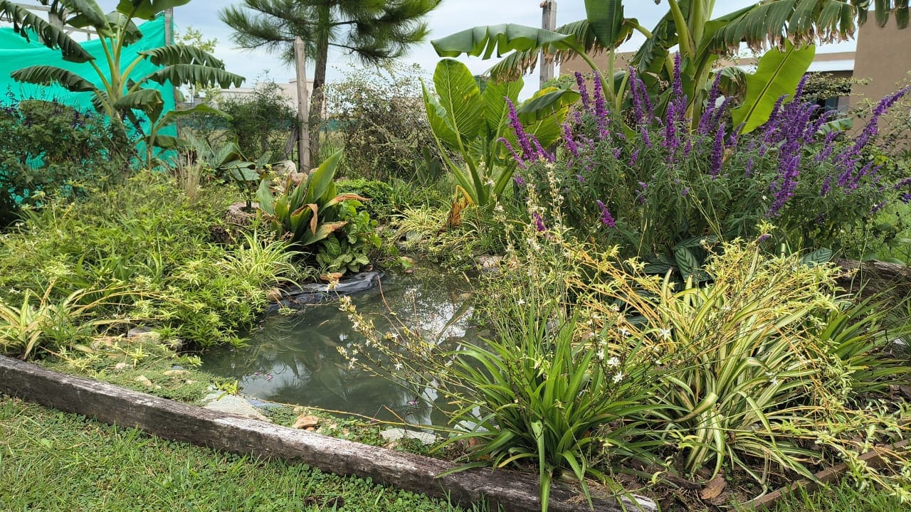 Jardín ecológico con plantas nativas de la región pampeana en Buenos Aires